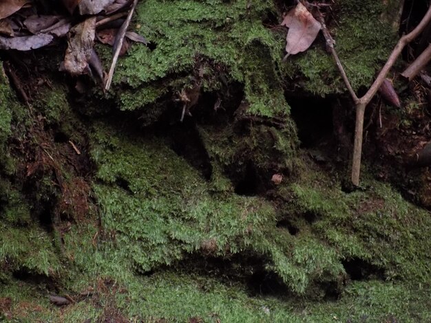 Landschaftsansicht des Grases