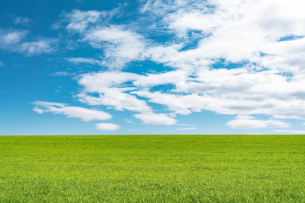 Landschaftsansicht des grünen Grases auf dem Feld mit blauem Himmel und Wolkenhintergrund