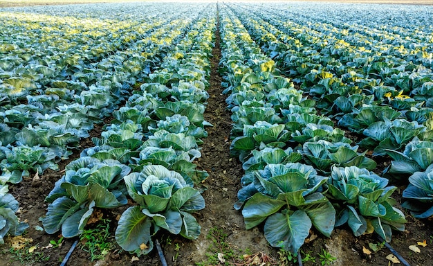 Landschaftsansicht des wachsenden Kohlfeldes