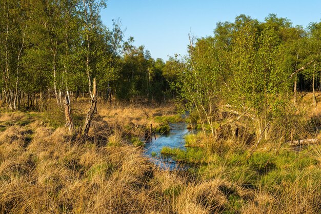 Foto landschaftsansicht des waldes