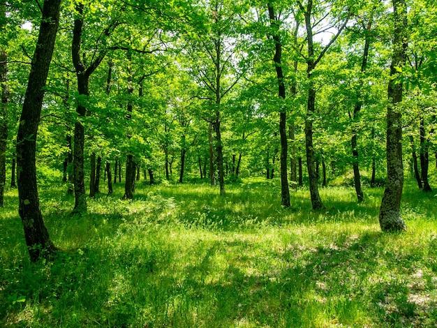 Foto landschaftsansicht des waldes