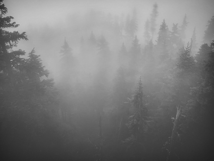 Foto landschaftsansicht des waldes