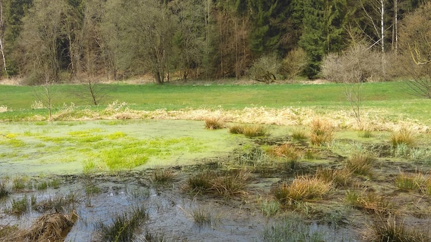 Foto landschaftsansicht des waldes