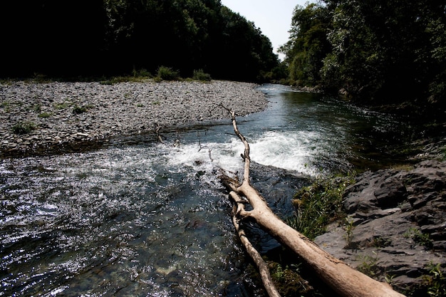 Foto landschaftsansicht des waldes