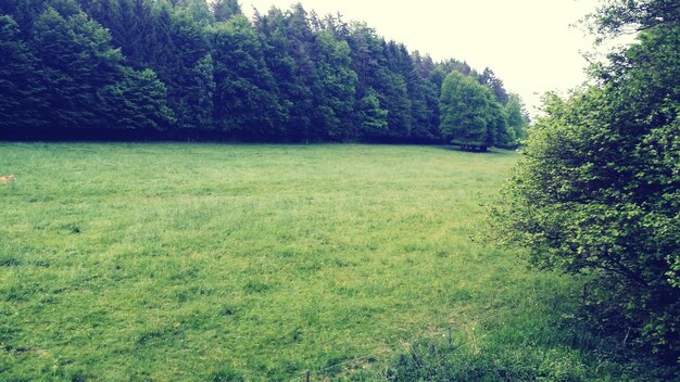 Foto landschaftsansicht des waldes