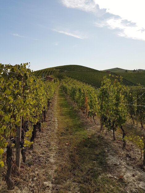 Foto landschaftsansicht des weinbergs vor dem himmel