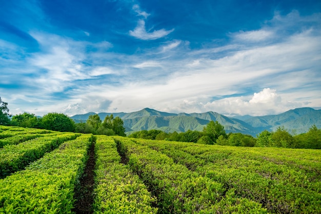 Landschaftsansicht eines Ackerfeldes vor dem Himmel