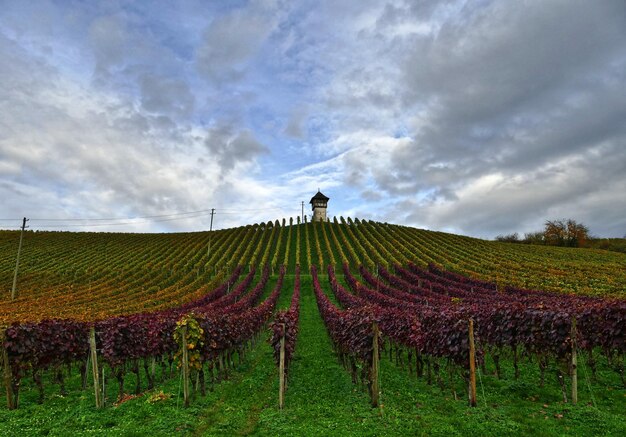 Foto landschaftsansicht eines ackerfeldes vor dem himmel