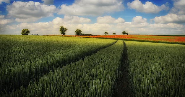 Landschaftsansicht eines Ackerfeldes vor dem Himmel
