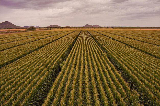 Landschaftsansicht eines Ackerfeldes vor dem Himmel