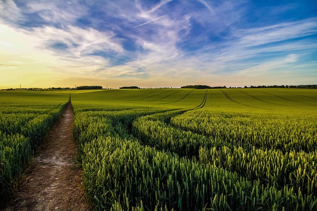 Landschaftsansicht eines Ackerfeldes vor dem Himmel