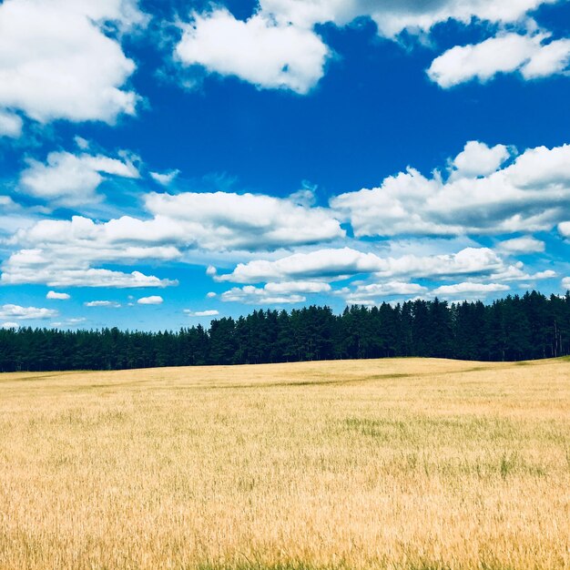 Landschaftsansicht eines Ackerfeldes vor dem Himmel