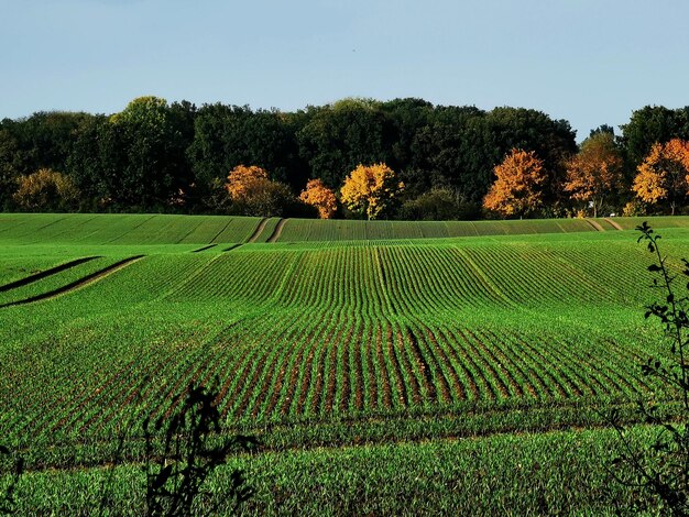 Foto landschaftsansicht eines ackerfeldes vor dem himmel