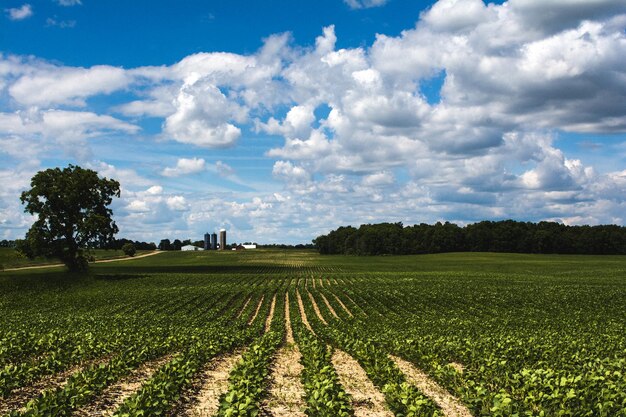 Landschaftsansicht eines Ackerfeldes vor dem Himmel