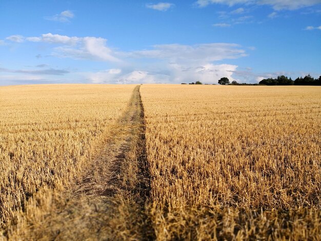 Foto landschaftsansicht eines ackerfeldes vor dem himmel