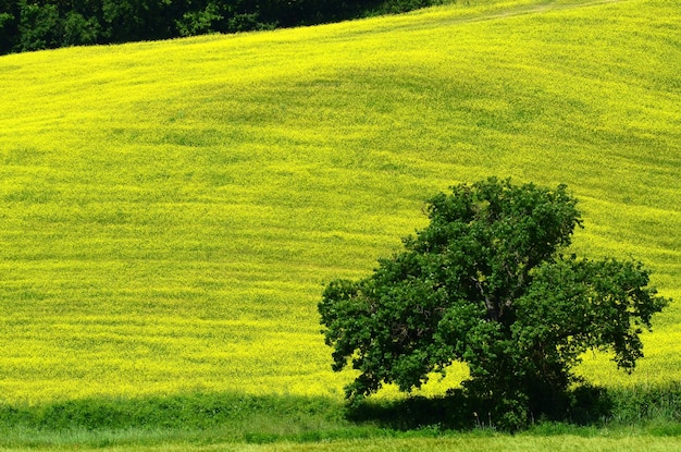 Foto landschaftsansicht eines ackerfeldes