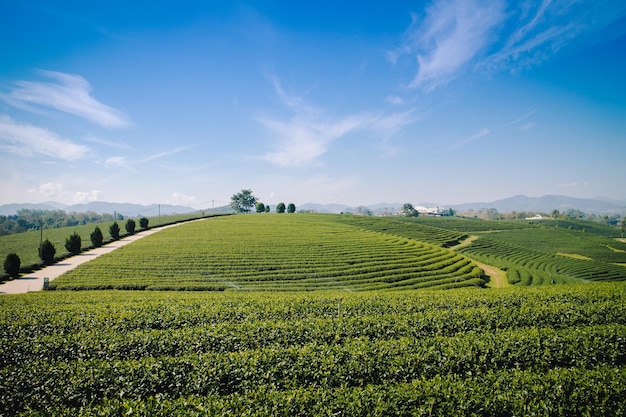 Landschaftsansicht eines Ackerfeldes