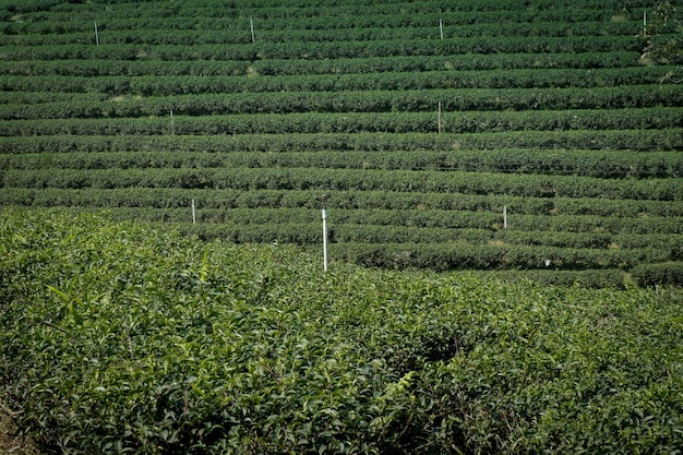 Foto landschaftsansicht eines ackerfeldes