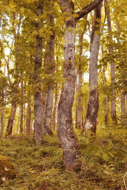 Landschaftsansicht eines Kiefernwaldes in Deutschland Üppiges Herbstlaub in den Wäldern einer abgelegenen Wiese oder Landschaft Umweltschutz und Naturschutzgebiet für den Tourismus Harz- oder Holzexport