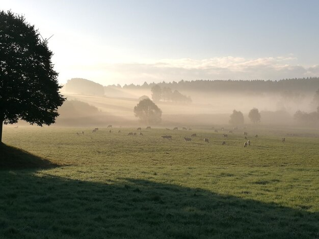 Foto landschaftsansicht gegen den himmel bei nebligem wetter