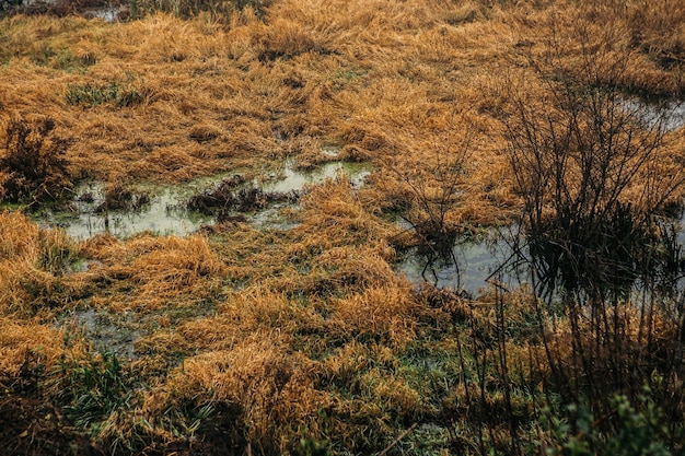 Landschaftsansicht mit Sumpf und Pier