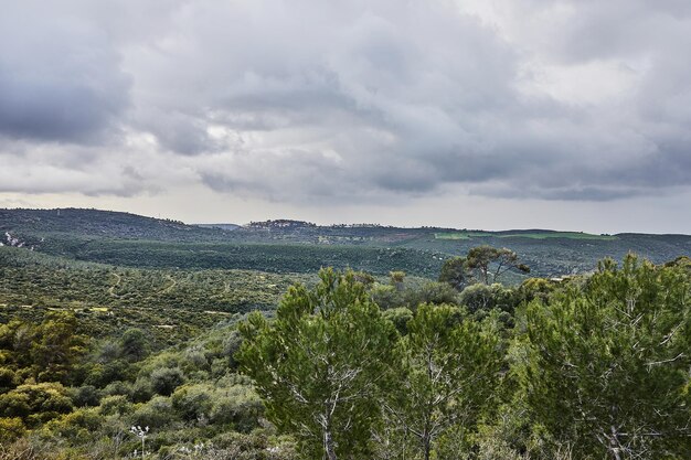 Landschaftsansicht vom Berg Karmel in Haifa mit Nadelbäumen und Laubbäumen und Sturmwolken