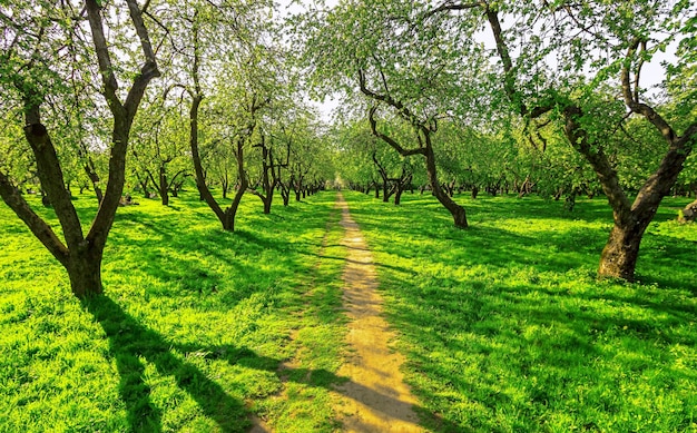 Landschaftsansicht von Bäumen im Wald