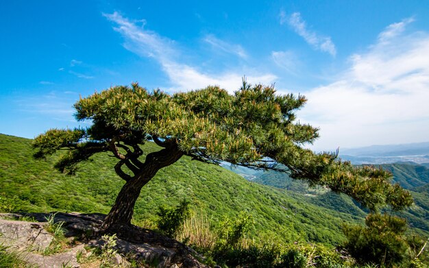 Landschaftsansicht von grünen Bäumen auf dem Berg Mudeungsan in Gwangju, Südkorea