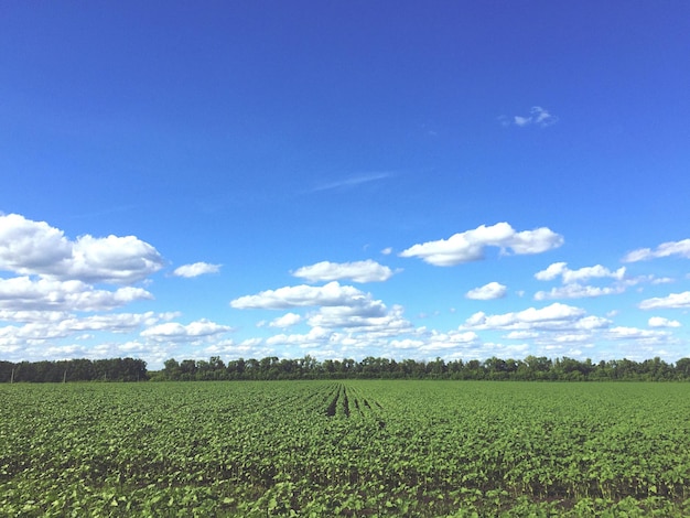 Landschaftsansicht von Pflanzen, die auf dem Feld gegen den Himmel wachsen