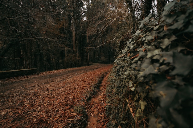 Landschaftsaufnahme des Waldes