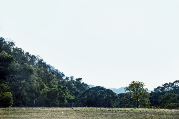 Landschaftsberg mit Baum und klarem Himmel