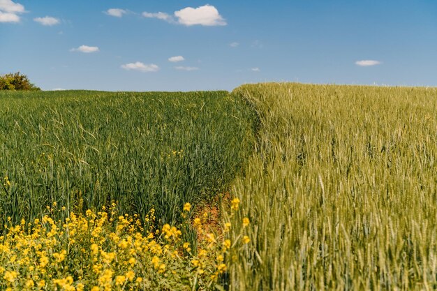 Landschaftsbild von grünem Weizen an einem sonnigen Sommertag