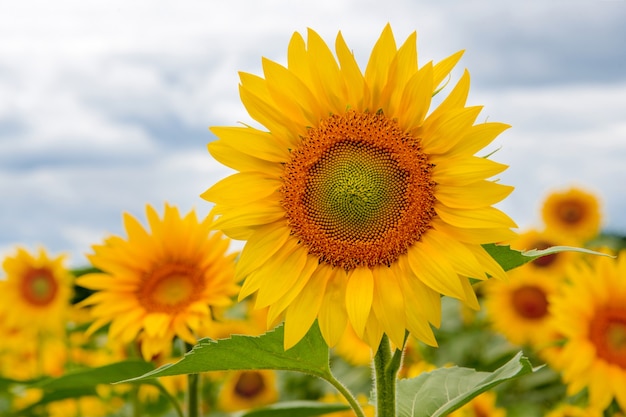 Landschaftsfeld der Sonnenblumen