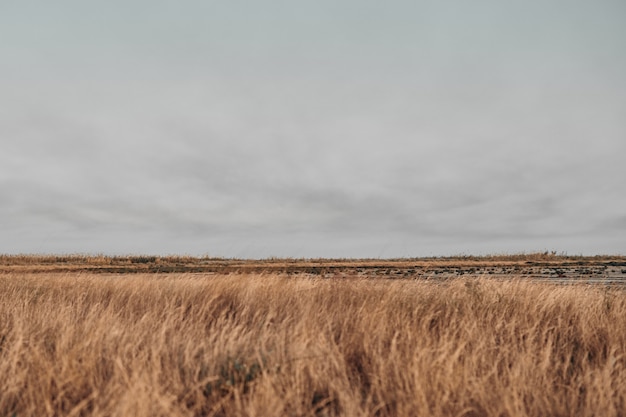 Landschaftsfeld und bewölkter Himmel.