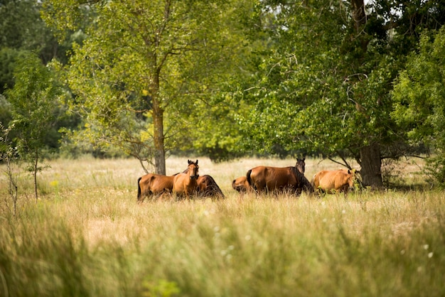 Landschaftsfoto von wilden Pferden in Letea Forest