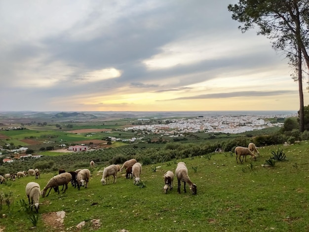 Landschaftsfotografie der Stadt Sevilla bei Sonnenuntergang