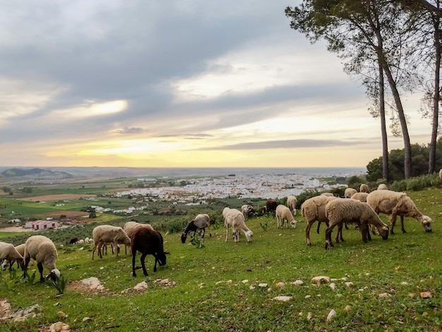 Landschaftsfotografie der Stadt Sevilla bei Sonnenuntergang