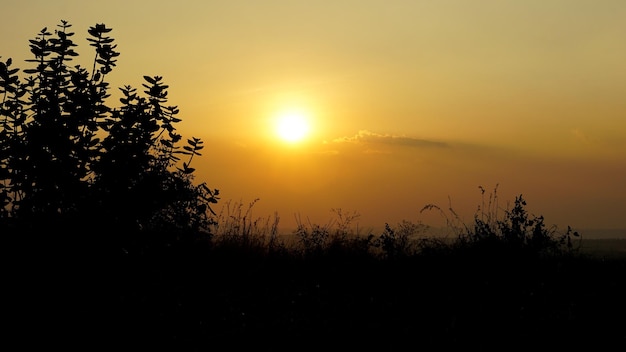 Landschaftsfotografie des Sonnenuntergangs hinter Pflanzen und Büschen im Hintergrund