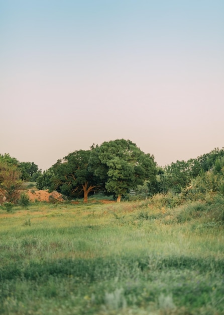 Landschaftsfotografie Grasbäume bei Sonnenuntergang