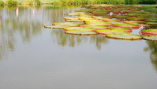 Landschaftsgarten im Freien mit Teich