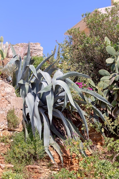 Landschaftsgestaltung Big Agave Agave tequilana wächst auf Felsen im Garten