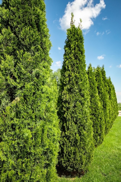 Landschaftsgestaltung eines Hinterhofgartens mit immergrünen Koniferen Thuja in einem Sommergrünpark mit dekorativer Landschaftsgestaltung vertikal niemand