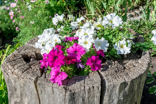 Landschaftsgestaltung Petunienblumen wachsen in einem alten Baumstumpf Ein originelles Blumenbeet für Blumen