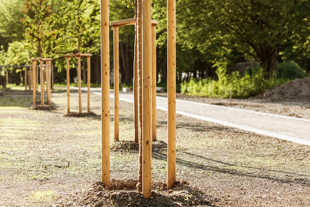 Landschaftsgestaltung von jungen Bäumen, die im Stadtpark gepflanzt und an Pflöcke gebunden sind Baumsetzling mit schützender Unterstützung