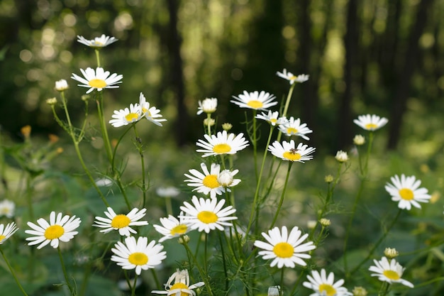 Landschaftshintergrund mit Sommergänseblümchen