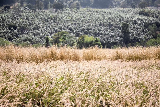 Landschaftshöhengrasblume auf Berg am Sommertag