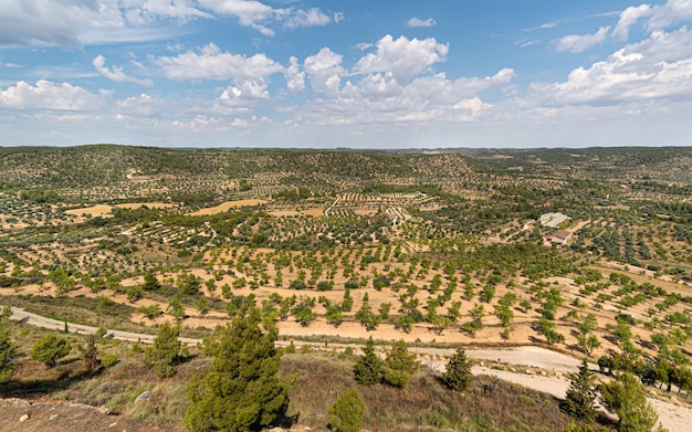 Landschaftslandschaft mit Olivenbäumen bis zum Horizont