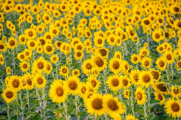 Landschaftsnatur mit einem Sonnenblumenfeld in Thailand