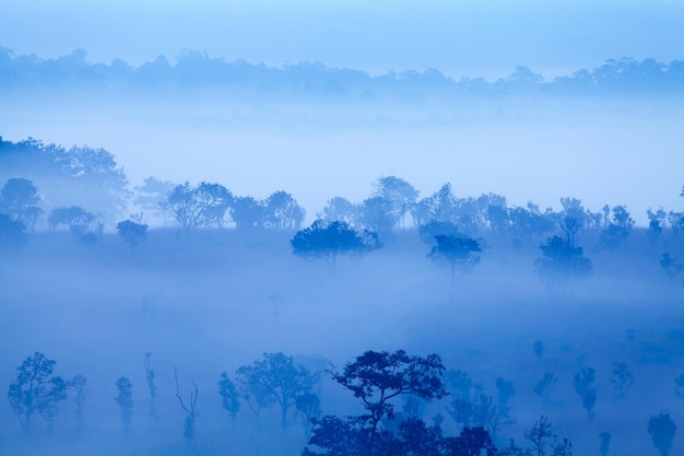 Landschaftsnebel bei Sonnenaufgang am Morgen im Thung Salang Luang Nationalpark Phetchabun