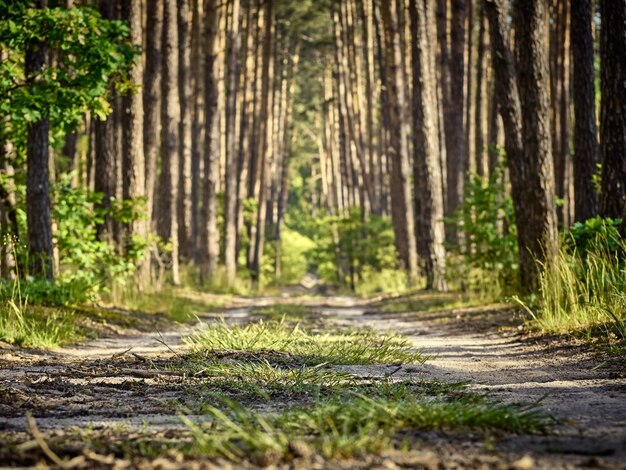 Landschaftspfad im Wald